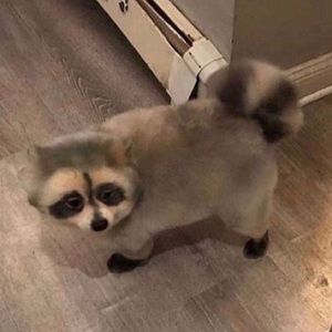 Meet your Posher, Marcell